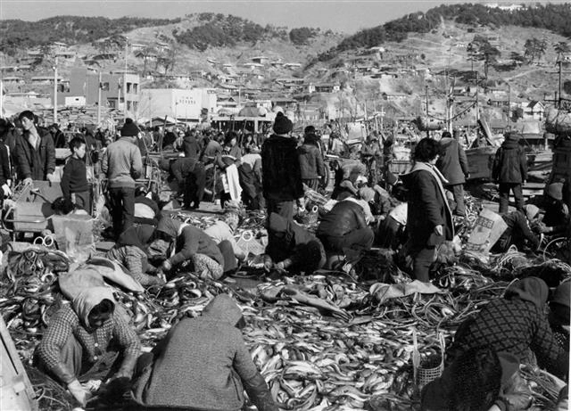 1980년대 강원 고성 거진항 모습. 당시 거진항은 국내에서 소비되는 명태의 70%를 공급했다. 강원 고성군 제공