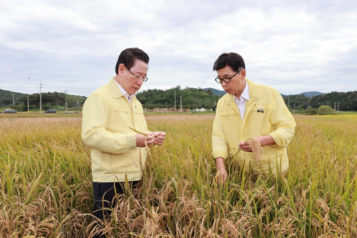 김철우 보성군수와 김영록 전남지사가 미력면에서 벼 깨씨무늬병 피해 현장 점검을 하고 있다.