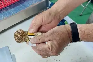 귀한 몸 양양 송이 첫 공판서 1등품 ㎏당 113만원