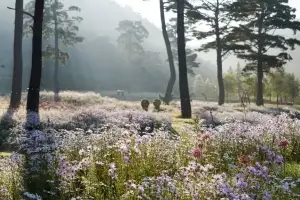 “황금추석 연휴, 꽃과 별빛에 취해 보세요”… 백두대간 봉자 페스티벌 10월 2~12일 개최”