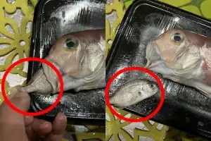 “생선 살 때 입 안 확인해보세요”…뜻밖의 ‘득템’ 가능하다고? 日 화제