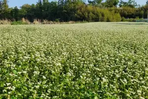 메밀꽃 뒤덮인 초가을 제주, 5년 뒤 ‘메밀 산업 심장’ 도약