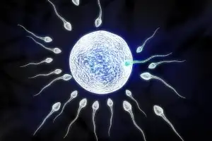 남자 둘이 친자식 낳는다?…피부로 난자 만들어 수정 성공, 현실 됐다