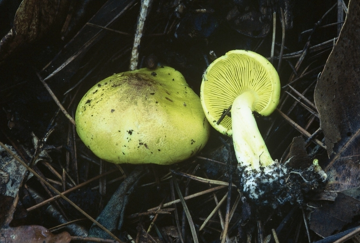 금빛송이. 국립산림과학원 제공