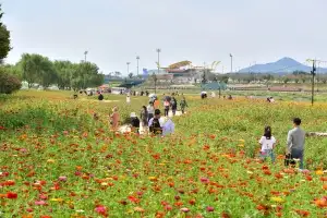 강 따라 절 따라 꽃 이야기 도란도란… 가을 장성, 빛으로 물들다