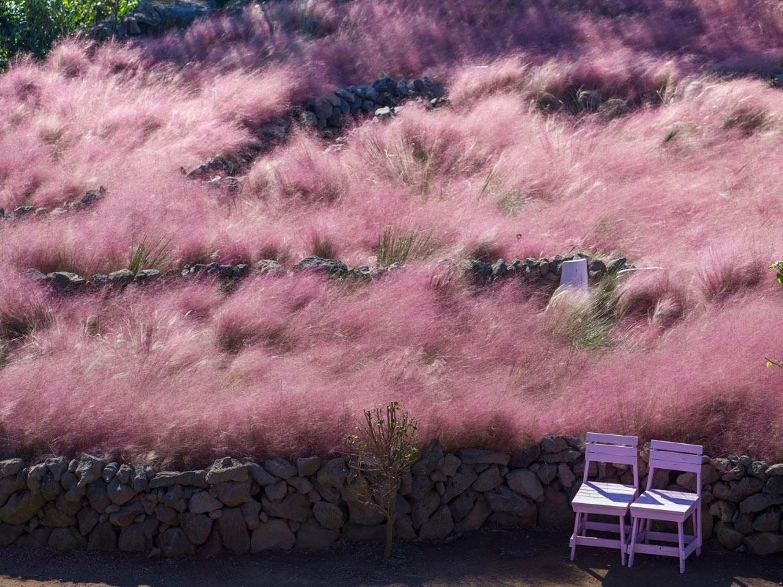 마노르블랑의 핑크뮬리. 제주관광공사 제공
