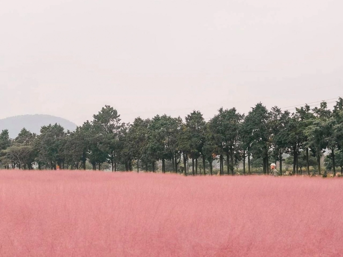 송당리 카페 글렌코의 핑크뮬리. 제주관광공사 제공