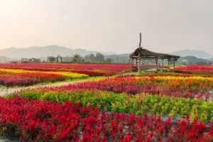 설레는 가을, 꽃피운 강원