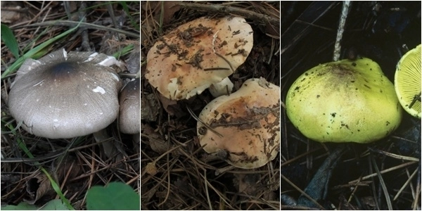 독버섯인 광비늘주름버섯·담갈색송이·금빛송이. 국립산림과학원 제공