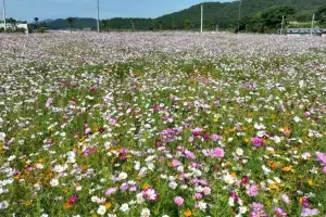 진도항·서망항에 ‘가을 코스모스 물결’…귀성객·관광객 발길 붙잡는다
