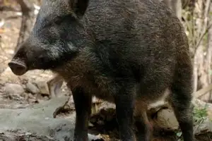 추석날 부산 도심에 멧돼지 출몰 ... 차량 들이받고 숨져