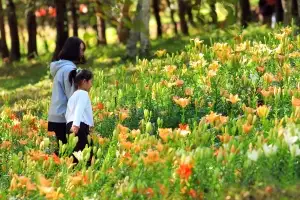가을 꽃 축제서 힐링하세요
