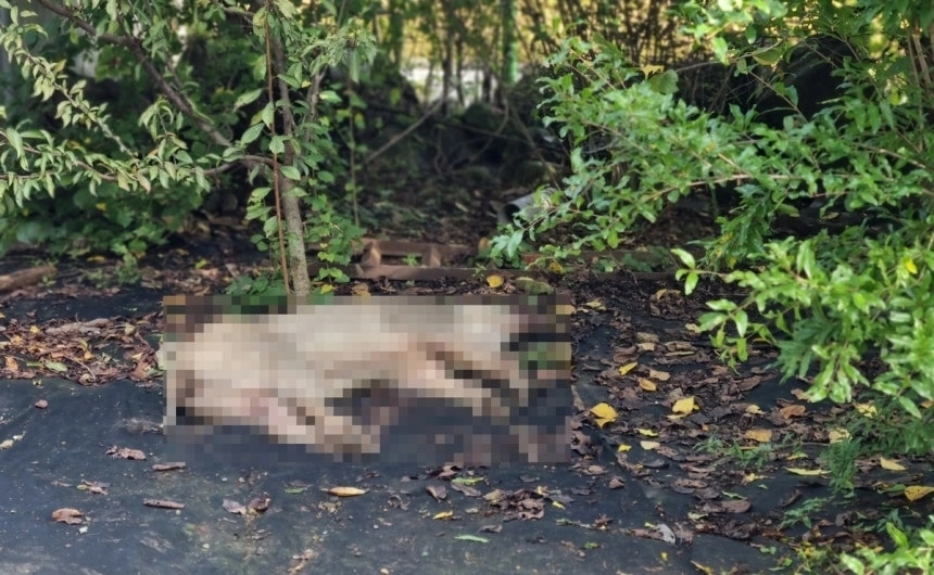 제압당한 멧돼지. 경남소방본부 제공