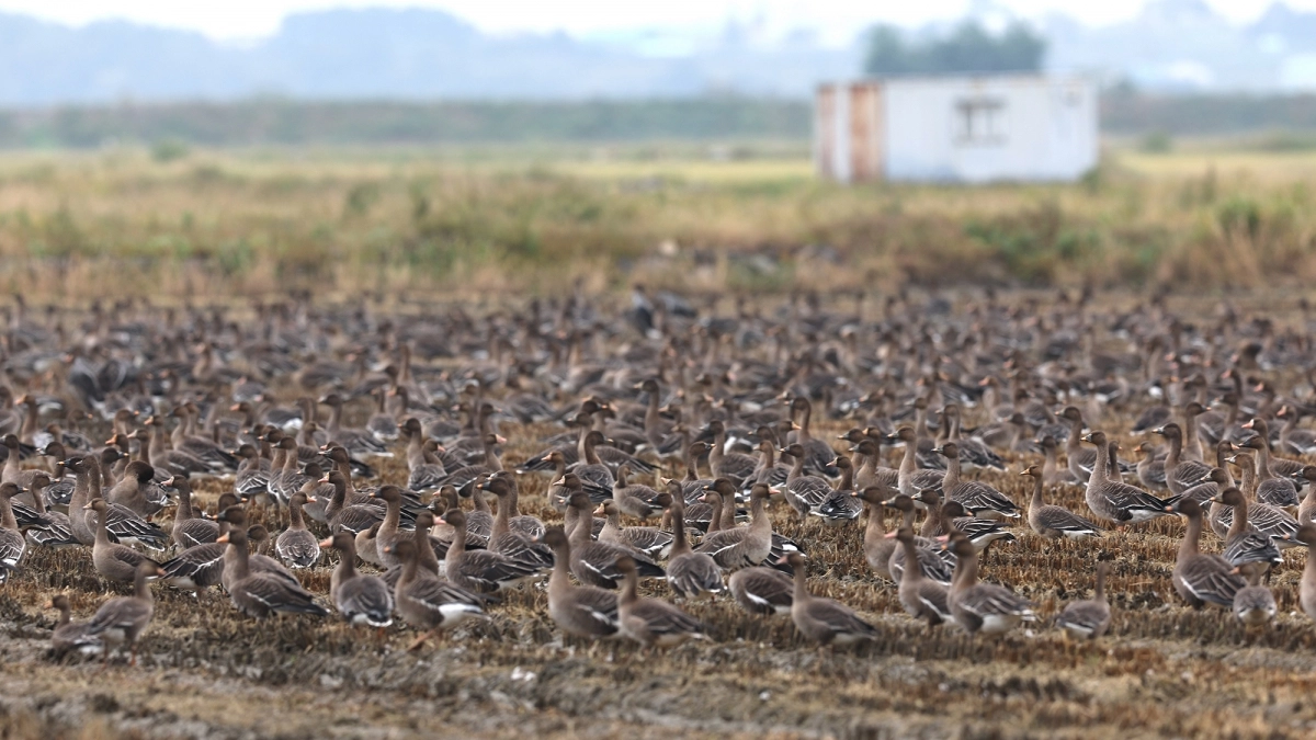 지난 12일 충남 서산 천수만 일원에서 관찰된 겨울 철새. 서산시 제공