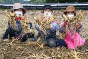 ‘풍기인삼·영주사과 한자리에’…영주 농특산물 총출동