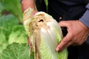 [포토] 무름병 걸린 배추