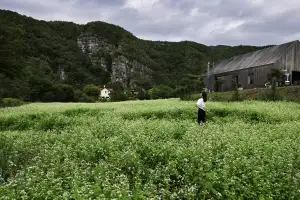곡식 영그는 무렵… 안동소주 맛에 빠지고 향에 취하다