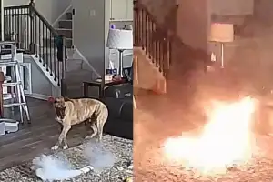 갑자기 연기 나더니 ‘펑’…반려견만 있던 거실에서 불난 사연 [포착]
