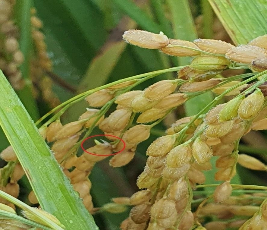 이삭상태에서 발아된 수발아의 모습. 청양군 제공