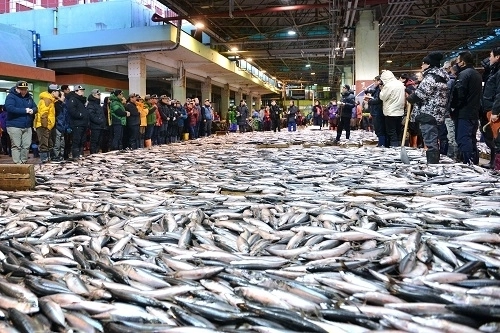 고등어 위판 모습. 올해는 최근 10년간 최대 위판액인 3500억 달성이 예상될 만큼 위판 물량이 급증하고 있다.  부산공동어시장 제공