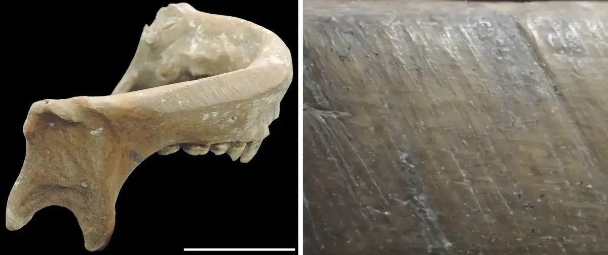 중국 신석기 시대 문명인 ‘량주 문화’ 유적지에서 발굴된 사람의 턱뼈. 의도적으로 평평하게 가공된 흔적(오른쪽). 사이언티픽 리포트 캡처