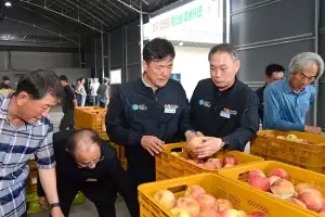 산불 피해 딛고 청송을 다시 청송답게… ‘사과 산업’ 재도약 올인