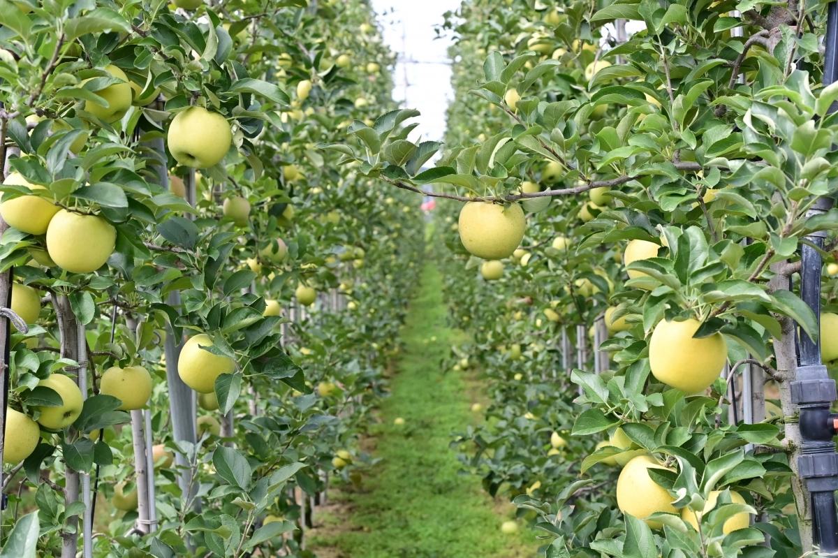 대한민국 최고 브랜드 명성에 올라있는 청송사과의 또 다른 브랜드인 ‘청송황금사과 황금진’이 가을빛에 노랗게 영글어 가고 있다.  청송군 제공