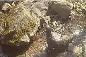 무등산서 천연기념물·멸종위기 야생동물 발견···영상에 ‘담겨’