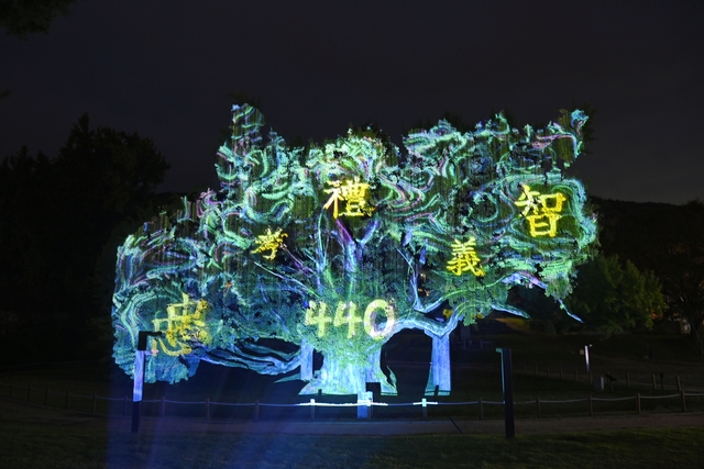대구 달성군 도동서원 은행나무 미디어 파사드. 달성군 제공