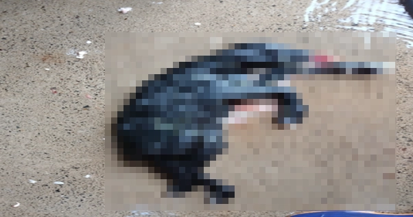 죽은 흑염소. 제주도 자치경찰단 제공