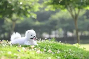 달리가 떠난 지 벌써 1년 “밥 달라고 기다릴 것만 같은데…” [김유민의 노견일기]