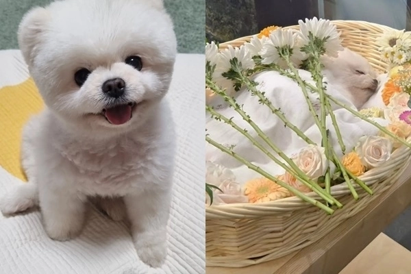 달리(2013.02.24~2024.10.22) 가족에게 완전한 행복을 알려주고 떠난 달리. 인스타그램