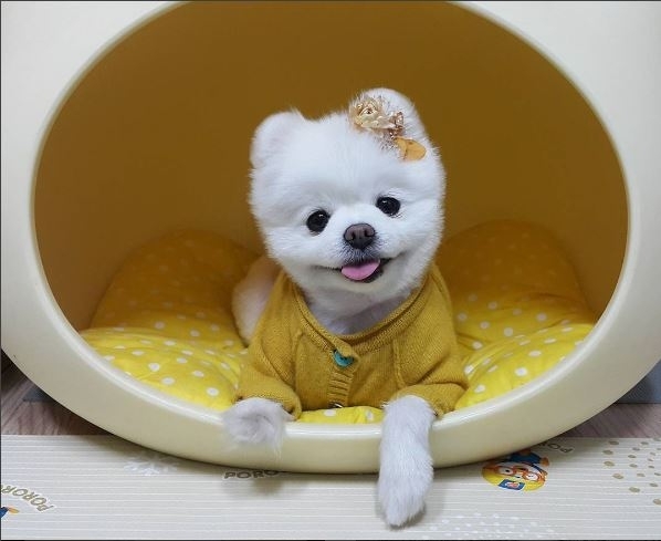 인천국제공항 첫 명예홍보견으로 위촉됐던 달리. 인스타그램