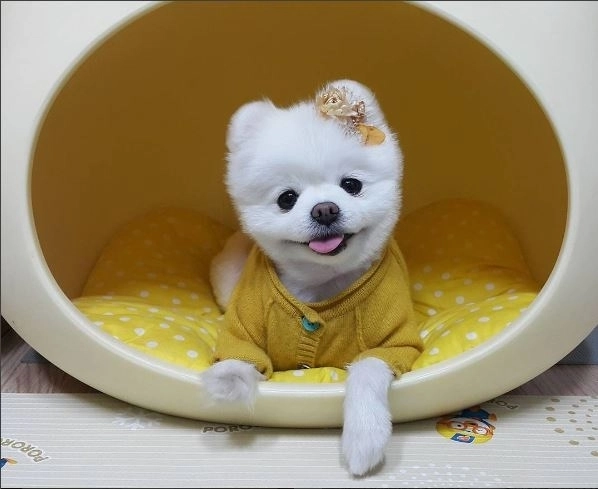 인천국제공항 첫 명예홍보견으로 위촉됐던 달리. 인스타그램