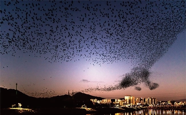 겨울철 울산 태화강 대숲 일대 떼까마귀 군무. 울산시 제공