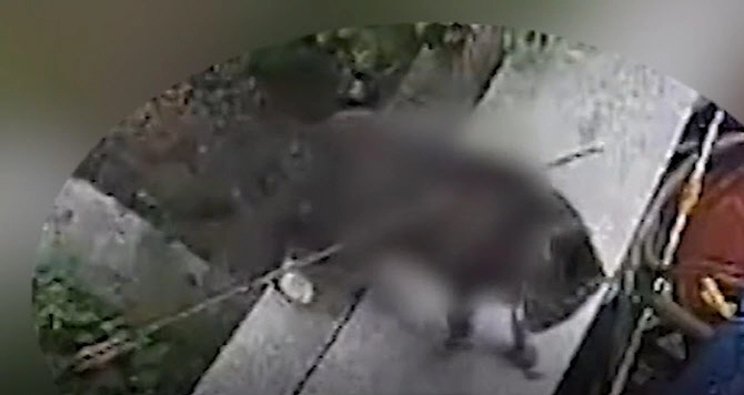 지난 9월에도 남양주시에서 몸에 화살을 관통당한 고양이가 발견됐다. SBS 뉴스 캡처