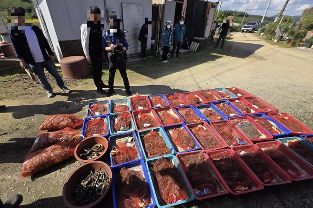영산강유역환경청과 나주시 직원들이 전남 나주시 한 창고에서 압수한 구렁이·뱀 등을 확인하고 있다. (영산강유역환경청 제공)
