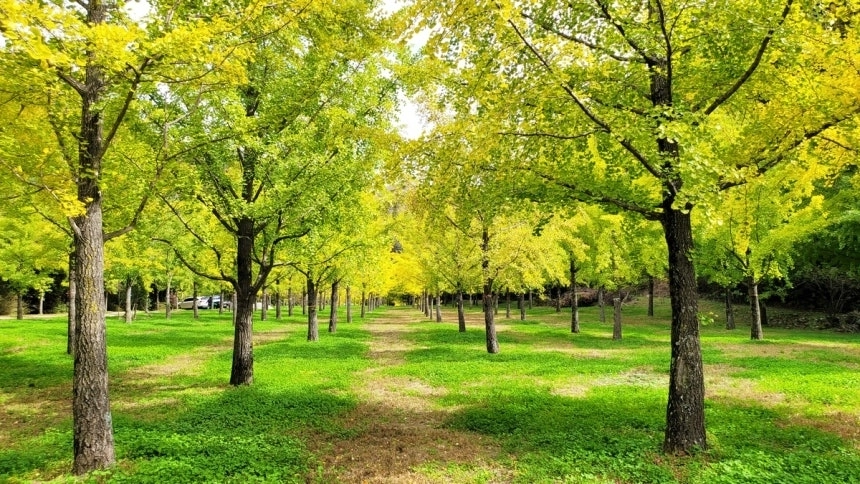 강원 홍천 내면 은행나무숲. 홍천군 제공