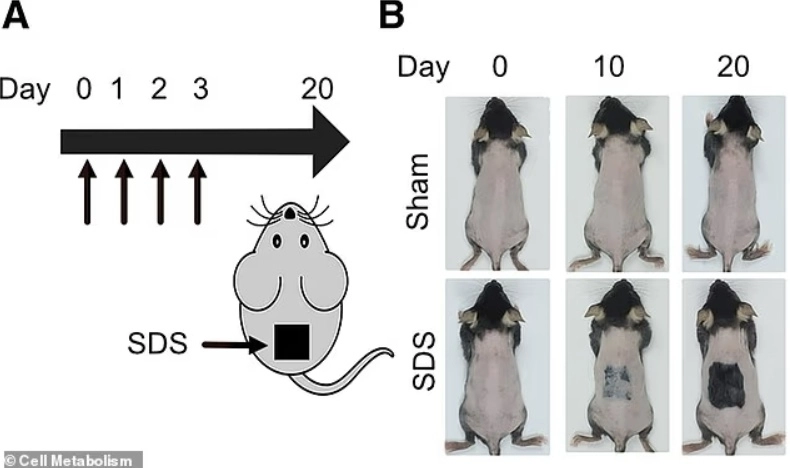 대만 국립대만대 연구진이 털을 밀어낸 생쥐의 등에 계면활성제의 일종인 도데실황산나트륨(SDS)을 도포하고(두번째줄) 도포하지 않은 쥐(첫번째줄)와 비교했다. SDS를 도포한 쥐의 피부에는 10일 뒤 털이 자라나기 시작했고 20일 뒤 털이 풍성해졌다. 자료 : 국제학술지 ‘세포대사(Cell Metabolism)’