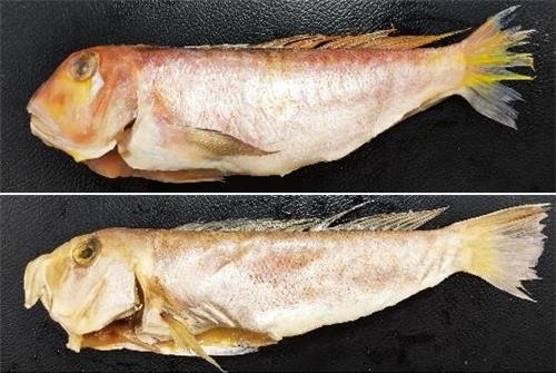옥돔과 옥두어는 농어목 옥돔과에 속하는 어류로, 유전자는 다르지만 생김새가 비슷하다. (위) 옥돔 (아래) 옥두어. 식품의약품안전처 제공