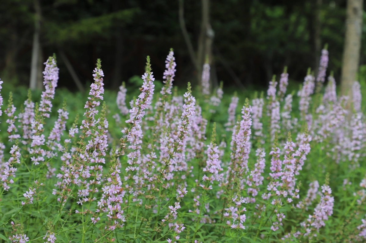 국립백두대간수목원이 품종보호권을 받은 털부처꽃 ‘백두분홍’. 한국수목원정원관리원 제공