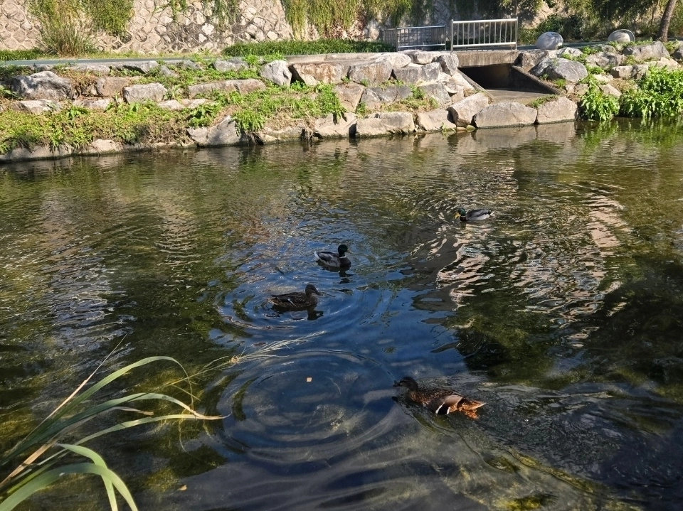 서울 성북구내 하천의 모습. 성북구 제공