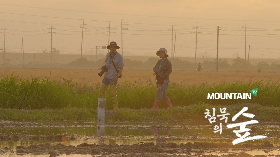 ‘노랑배청개구리’의 소리가 사라진 논의 풍경.  마운틴TV 제공