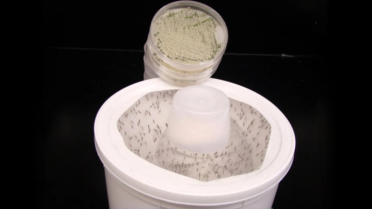 롱기폴렌을 더 많이 생성하는 곰팡이 메타리지움을 배양한 용기에 이끌려 모여든 모기. 메릴랜드대 제공