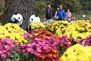 깊어가는 가을, 국화 옆에서