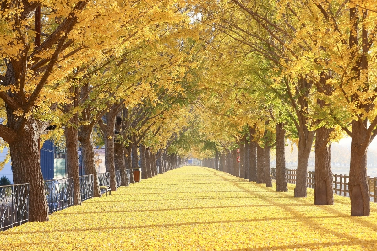 충남 아산 곡교천 은행나무길. 도 제공
