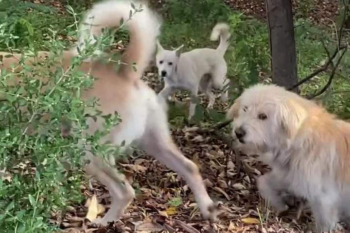 2025년 10월 서울대 수의과대학 인근에 출몰한 들개떼. 스레드 캡처