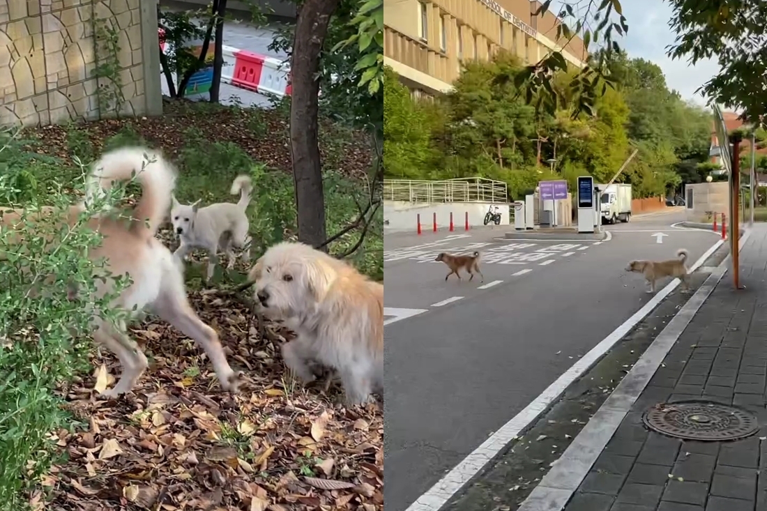 2025년 10월 서울대 수의과대학 인근에 출몰한 들개떼. 스레드 캡처