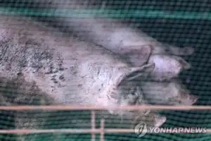 경기 포천 양돈농장 2곳서 불…돼지 800여 마리 폐사, 2억8천만 원 재산 피해