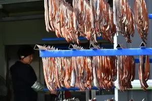 과메기 말리는 계절